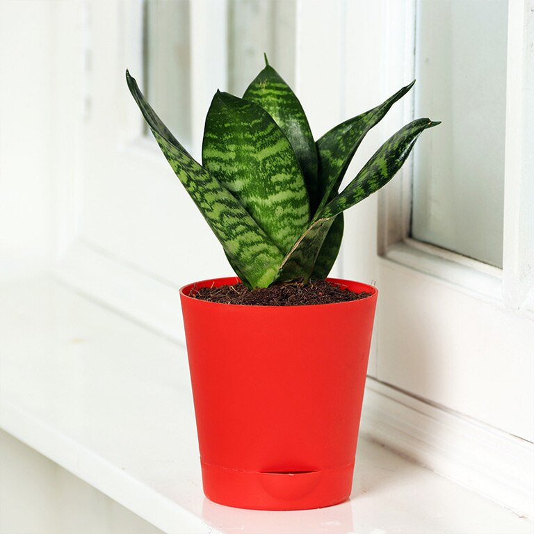 Sansevieria Green Air Purifier Snake Plant With Self Watering Pot